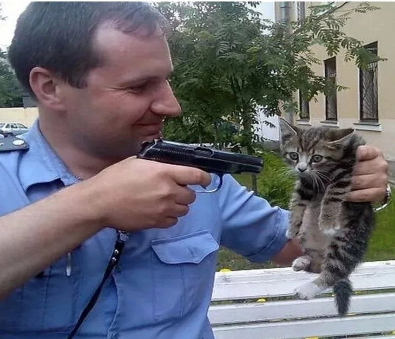 Кот угрожает. Опасный кот. Кот с оружием. Кота за шкирку.