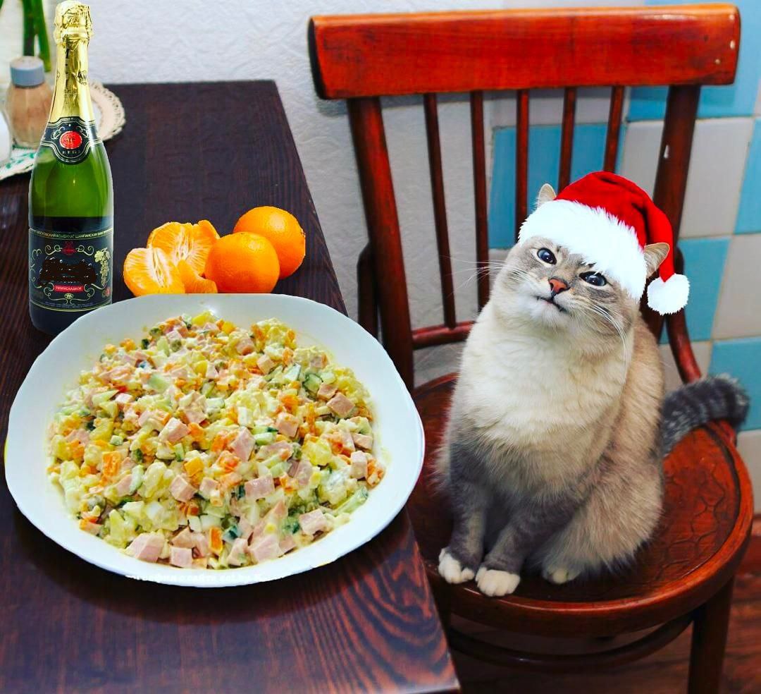 Юмористические праздники. Кот новый год. Кот и Оливье. Оливье новый год. Салат котик на новый год.