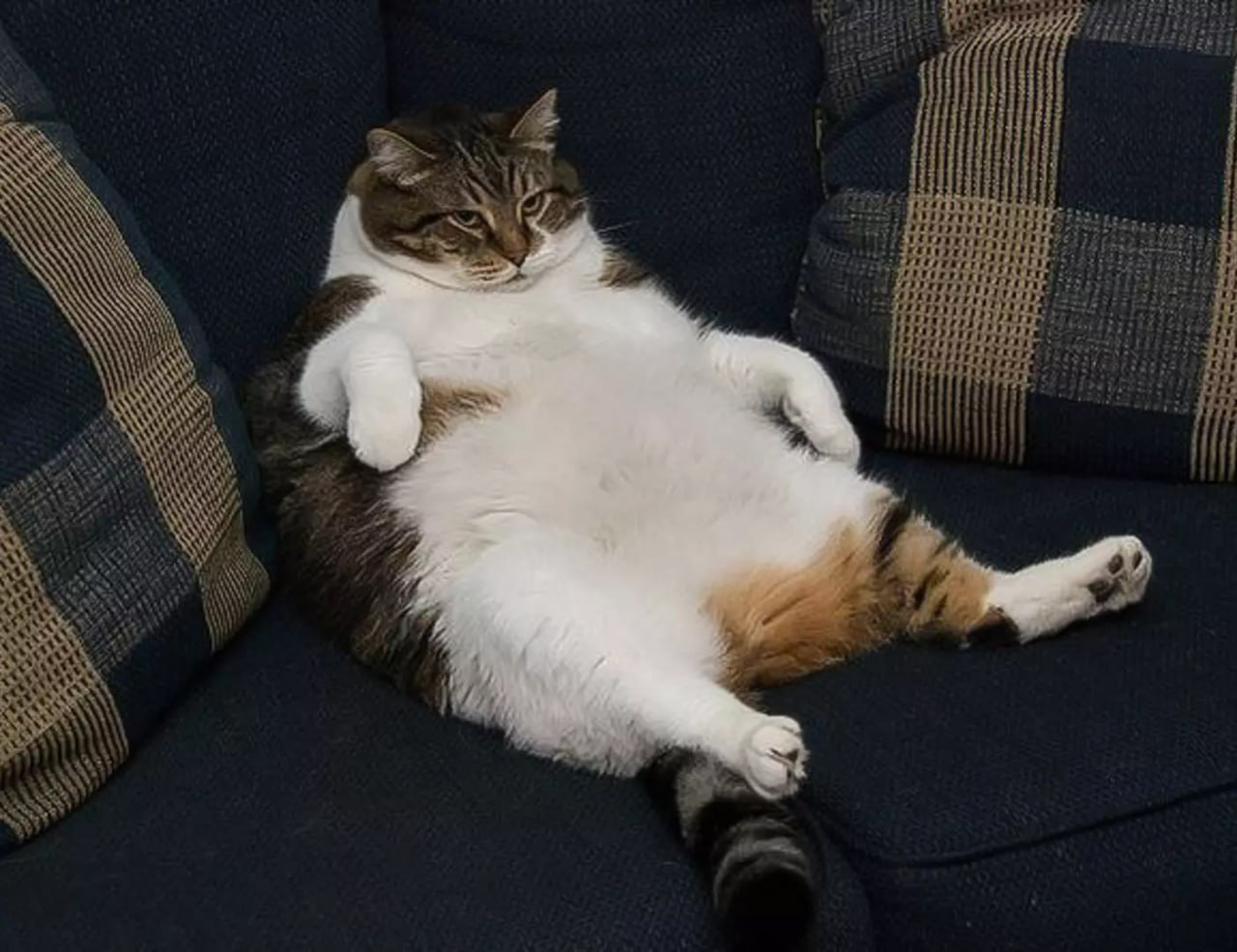 Как будто наелся. Толстый кот. Жирный кот объелся. Толстый ленивый кот. Толстый кот на диване.