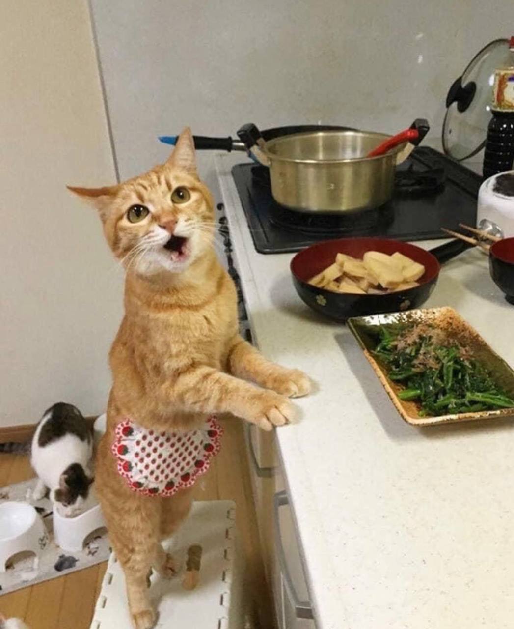 Несите мясо тут голодные собаки. Смешные животные на кухне. Котик с едой. Коты на кухне. Кошка готовит.