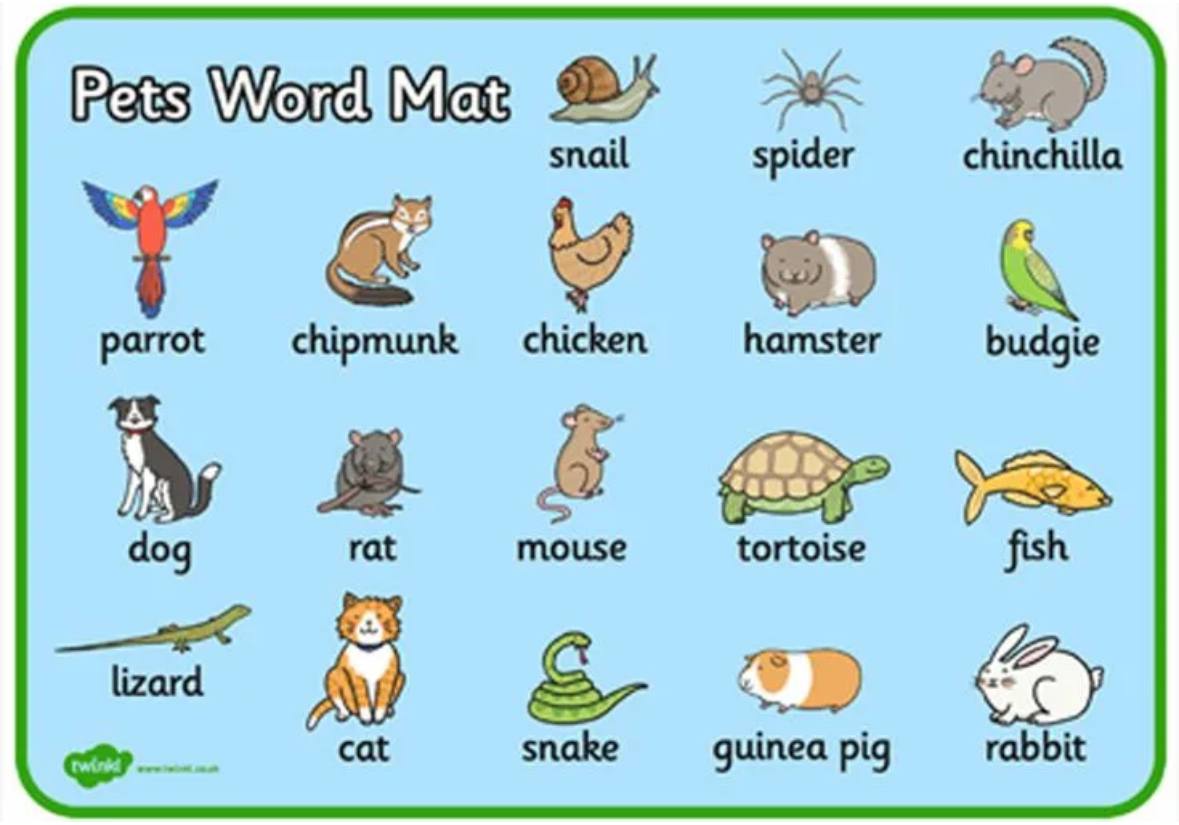 Pets vocabulary. Домашние животные на английском для детей. Животные на англ. Pets на английском. Животные Vocabulary.