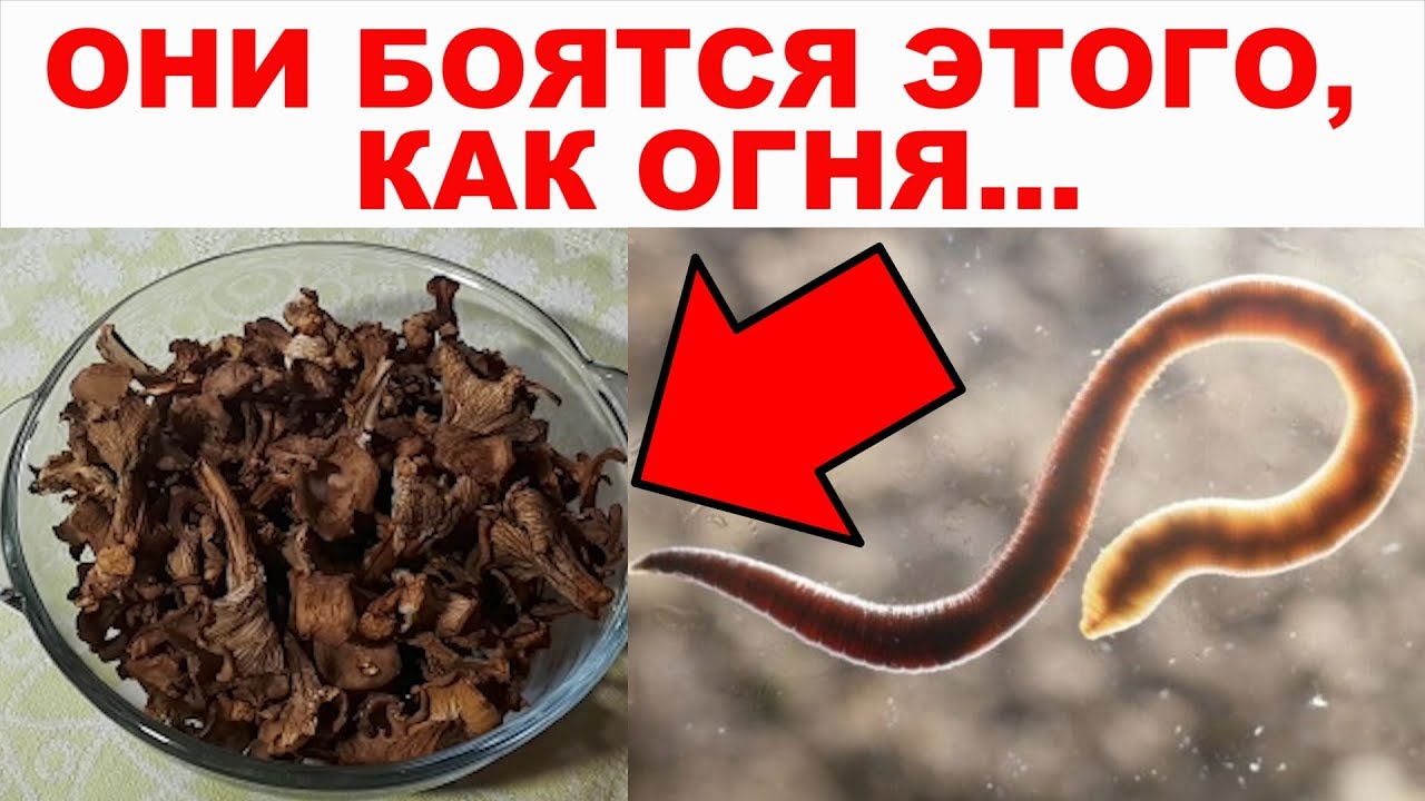 Угроза для сельскохозяйственных урожаев и огородов