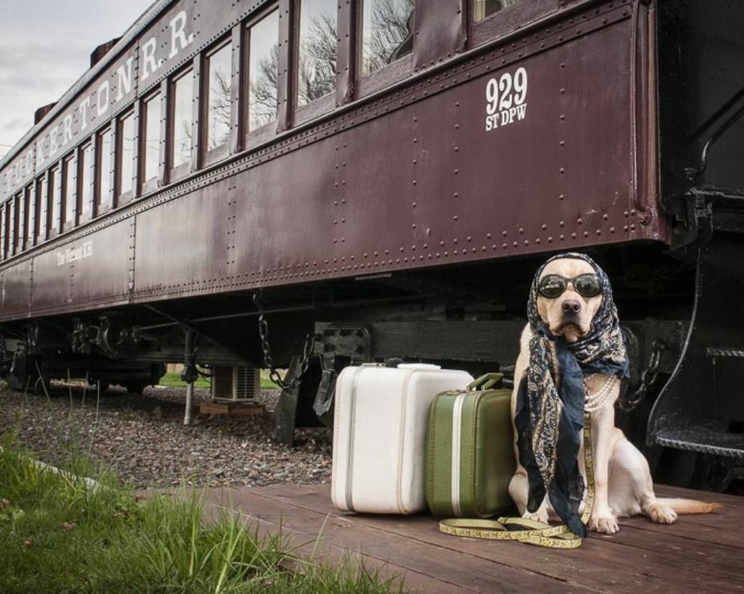 Можно в электричку с собакой. Вагон с животными. Собака в поезде. Собака в вагоне. Собака на вокзале с чемоданом.