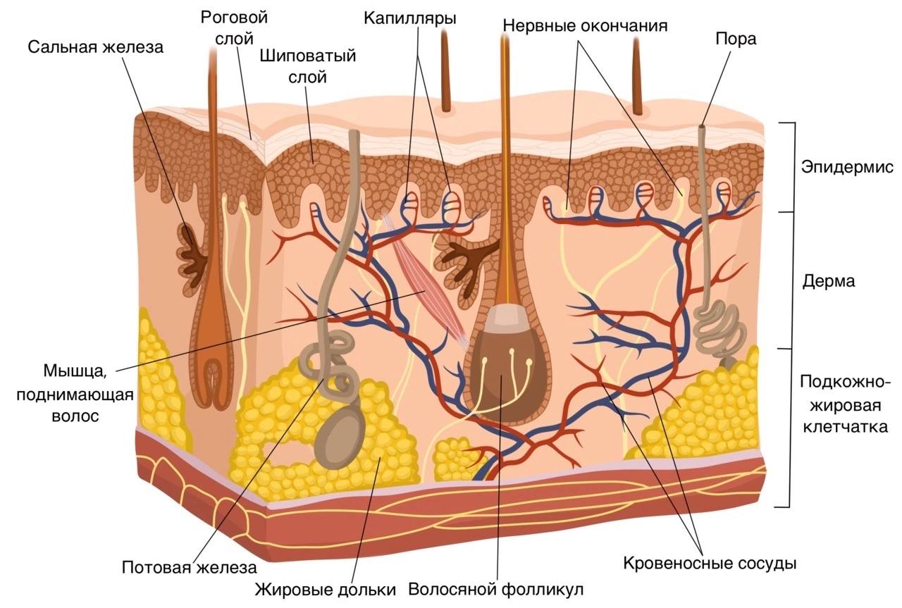 Где расположены потовые железы и корни волос. Эпидермис дерма подкожная клетчатка. Кожа состоит из 3 слоев эпидермис дерма и гиподерма. Строение эпидермиса кожи человека схема. Кожа схема эпидермис дерма.