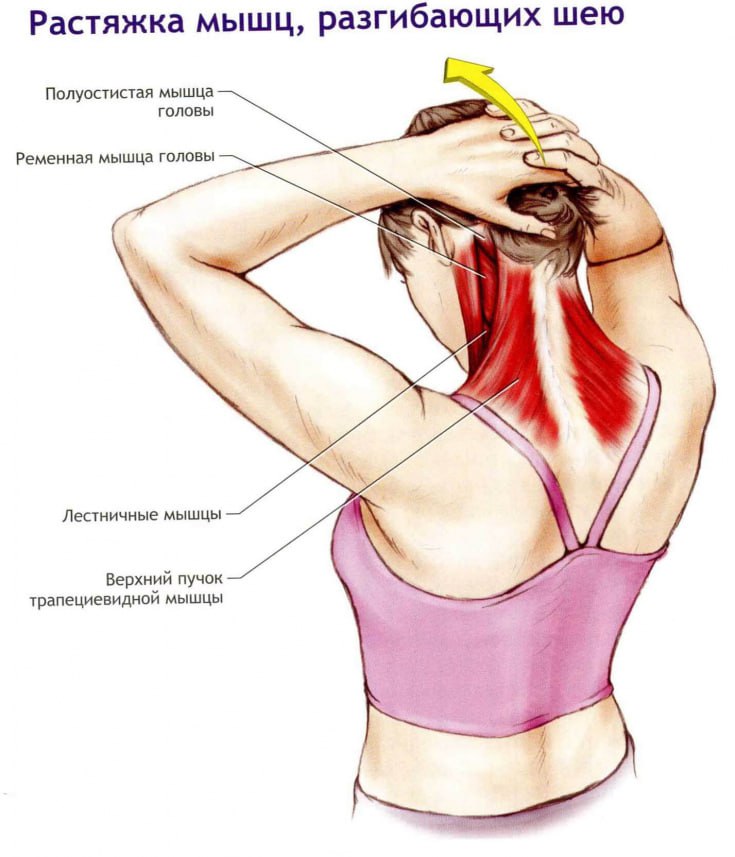 Что делать если больно поворачивать. Растяжка лестничных мышц. Растяжка мышц разгибающих шею. Упражнения на растяжение мышц шеи. Растяжка трапециевидной мышцы.