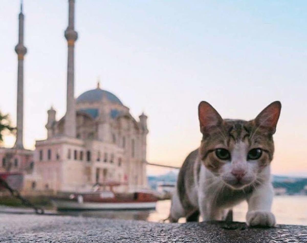 Турецкий город прославился кошками. Стамбульские кошки. Кот Стамбул Стамбул. Кошки в Турции. Кот в мечети.