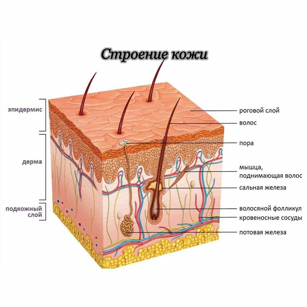 Рисунок кожи