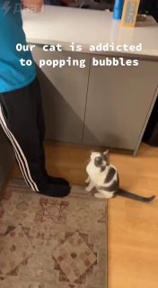 Telegram channel Funny Cats Gifs — @FunnyCatsGifs — TGStat